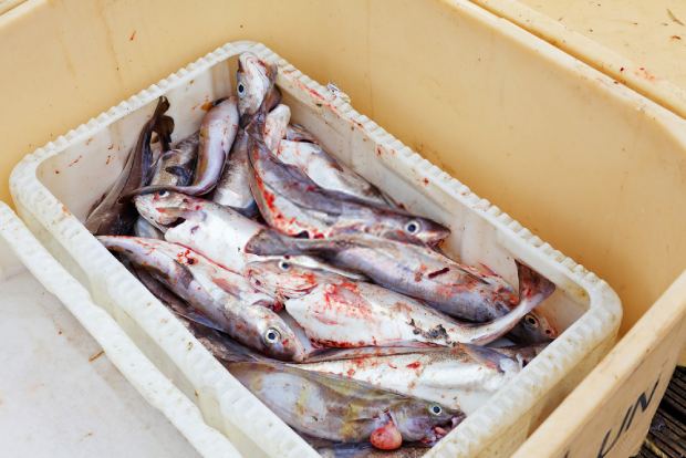 Fish packed in a plastic bag before storage in a cooler box