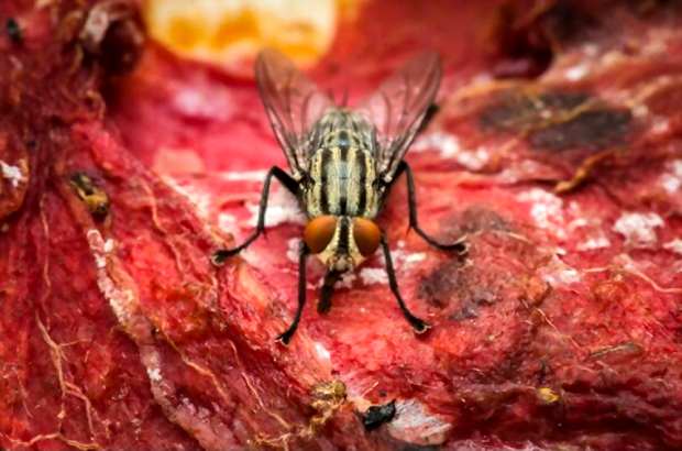 A picture showing a fly on some smelly meat