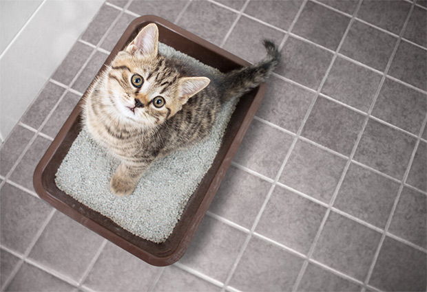 Cat litter can also be used for cleaning