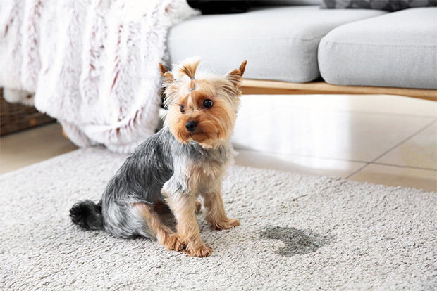 how to clean dog pee from carpet