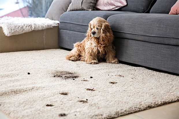 how often should you replace your carpet
