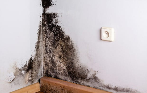 Mold not only makes your house look bad but also harmful