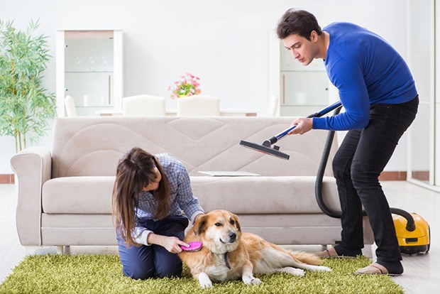 Dog Hair Carpet Brush