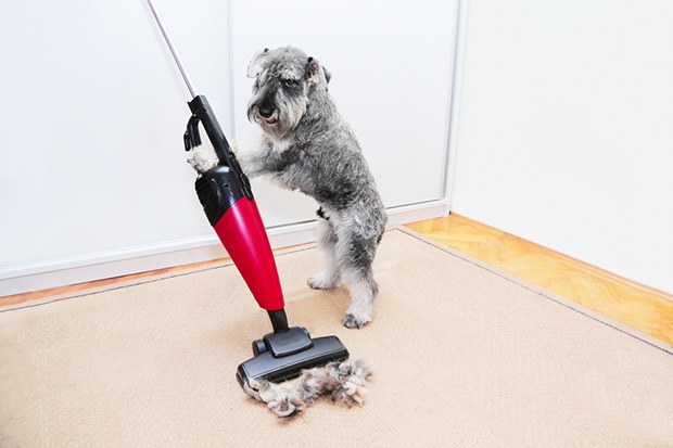 How to remove pet hair from carpet