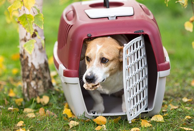 Use a travel carrier or pet crate