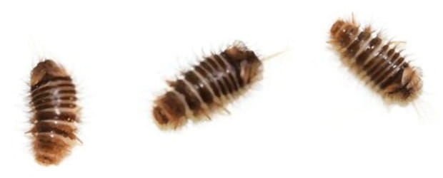 Carpet beetle larvae are tiny hairy worms that can do real damage to your house 