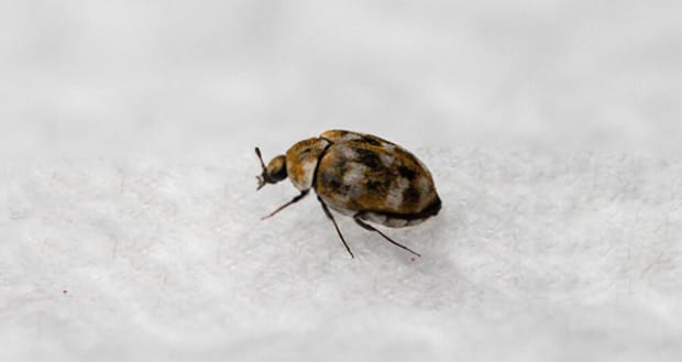 Carpet beetles can ruin the textiles in your house