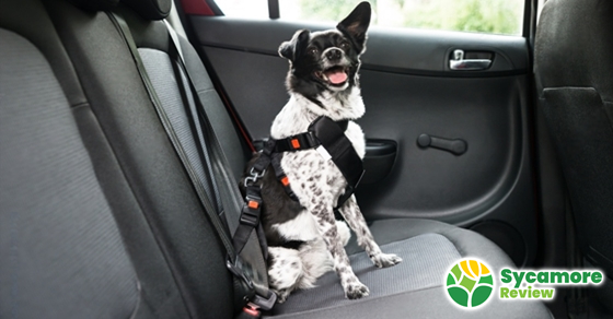 How To Get Dog Hair Out Of Car The Top 3 Ways Your - Best Car Seats For Dog Hair