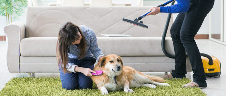 Best Vacuum for Pet Hair With a Buying Guide